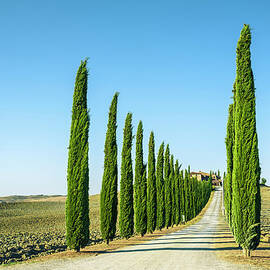 Treelined Country Road In Val Dorcia by Cirano83