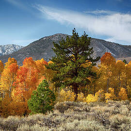 Trees At Lundy Canyon by Mimi Ditchie Photography