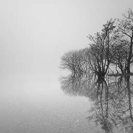 Trees by Grant Glendinning