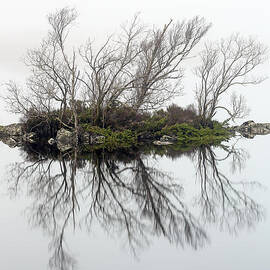 Trees in the mist by Grant Glendinning