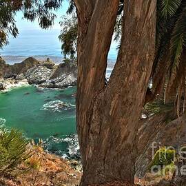 Trees Over McWay Falls by Adam Jewell