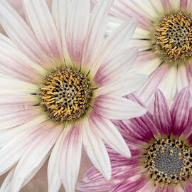 Tres Margaritas by Susan Candelario