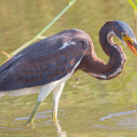 Tri Color Heron in Costa Rica by Natural Focal Point Photography