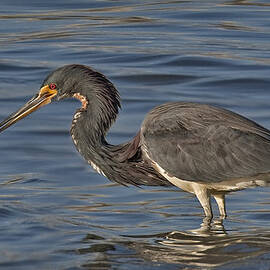 Tri Colored Heron Fishing by Susan Candelario