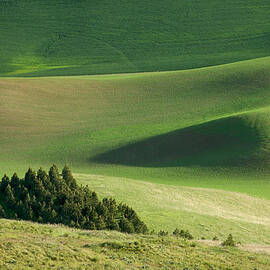 Triangle and Trees by Mary Lee Dereske