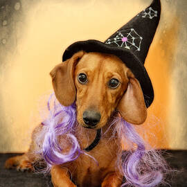 Trick or Treat by Susan Candelario