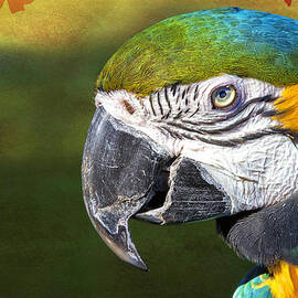 Tropic Macaw by Bill and Linda Tiepelman