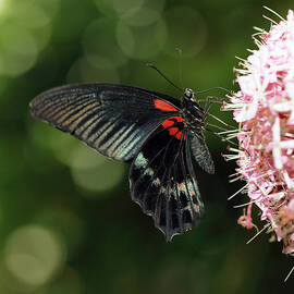 Tropical Butterfly by Grant Glendinning