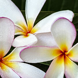 Tropical Maui Plumeria by Susan Candelario