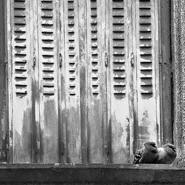 True Love by Georgia Clare