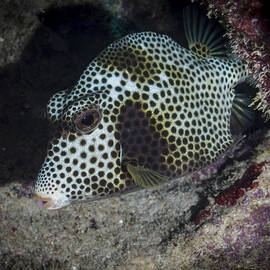 Trunk Fish by Jean Noren