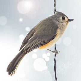 Tufted Titmouse Twinkle by Bill and Linda Tiepelman