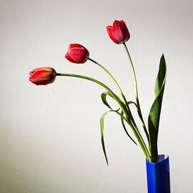 Tulip composition by Ivan Vukelic
