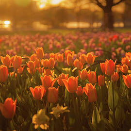 Tulip Festival In Ottawa by Alexandre Deslongchamps