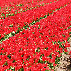 Tulip fields 3 by Easy Whispers