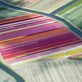 Tulip Fields, Aerial View, South by Frans Sellies