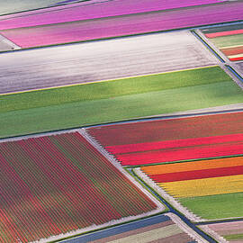 Tulip Fields Between Sassenheim And by Atlantide Phototravel