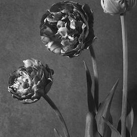 Tulip Pensee Roses by Walter Beebe Wilder