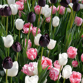 Tulips II by Richard Reeve