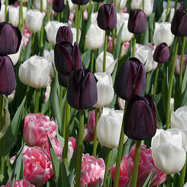 Tulips III by Richard Reeve