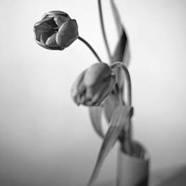 Tulips by Ivan Vukelic