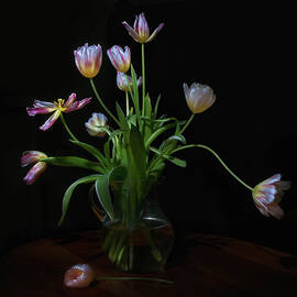 Tulips by Karen Von Knobloch Photographerkaren