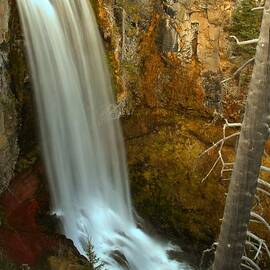 Tumalo And The Tree by Adam Jewell