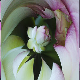 Tunnel of Lotus by Jean Noren