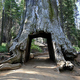 Tuolumne Grove Of Giant Sequoia by Pierre Leclerc Photography