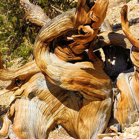 Twisted And Ancient by Adam Jewell