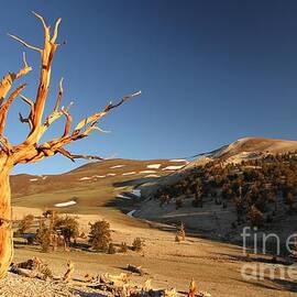 Two Ancients by Adam Jewell