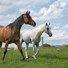 Two Arabian Horses Looking In Open by Catnap72