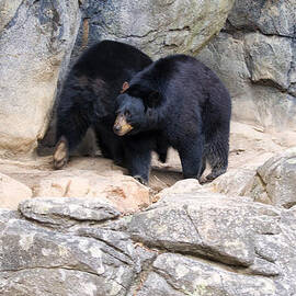 Two Black Bears pacing by den by Flees Photos