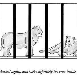 Two Lions In A Cage Converse by Mathew Stiles Davis