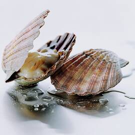 Two Scallops by Romulo Yanes