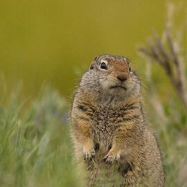 Uinta Ground Squirrel by Natural Focal Point Photography