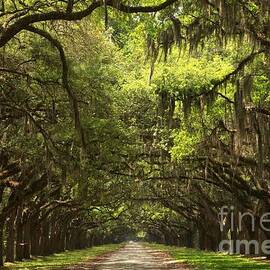 Under The Ancient Oaks by Adam Jewell