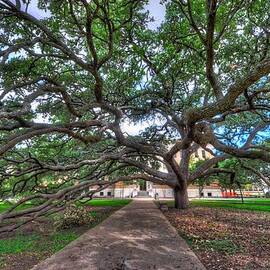 Under the Century Tree by David Morefield