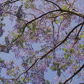 Under the Jacaranda Tree by Rona Black