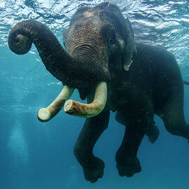 Underwater Elephant by Mike Korostelev Www.mkorostelev