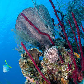 Underwater Scene by Jean Noren
