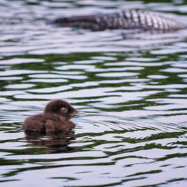 Under A Watchfull Eye Loon Chick And Adult by Jeff Sinon