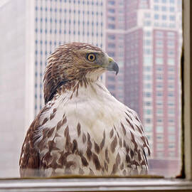 Urban Red-tailed Hawk by Rona Black