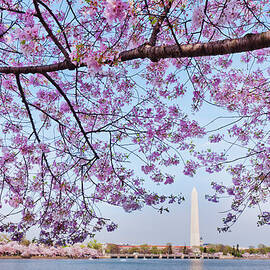 Usa, Washington Dc, Cherry Tree In by Tetra Images