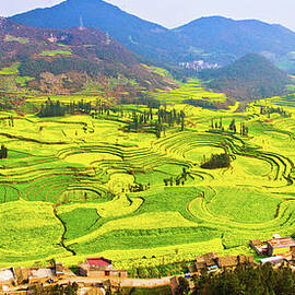 Valley Of Rapeseed Flowers by Feng Wei Photography