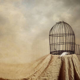 Vanishing Act by Amy Weiss