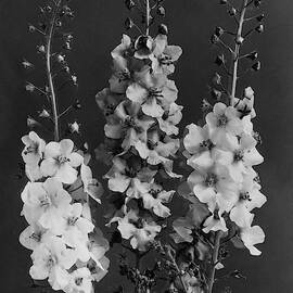 Verbascum Phoeniceum Flowers by J. Horace McFarland