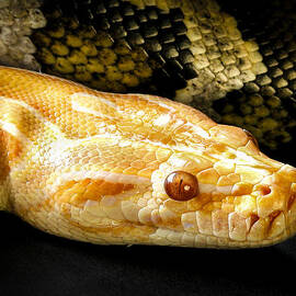 Very Spooky Snakes by Jean Noren