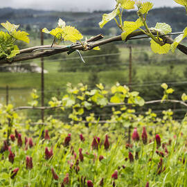 Vineyard in Spring by Jean Noren