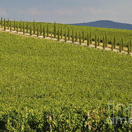 Vineyards and cypresses tree alley in Chianti by Sami Sarkis Photography